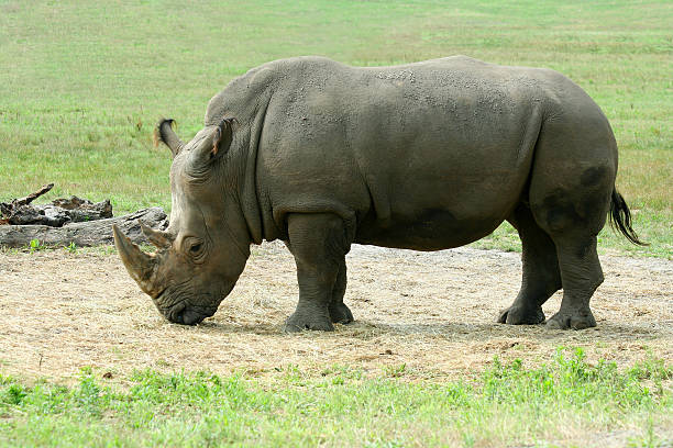 istock White Rhinoceros on the savannah 91737870