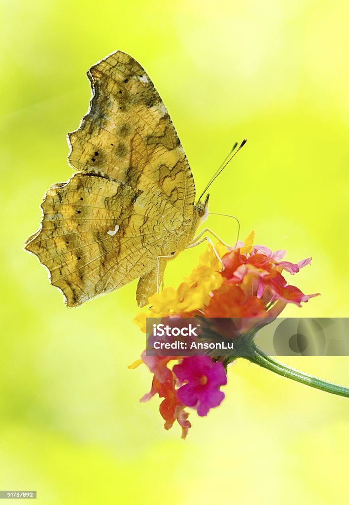 Бабочка грудью - Стоковые фото Бабочка роялти-фри