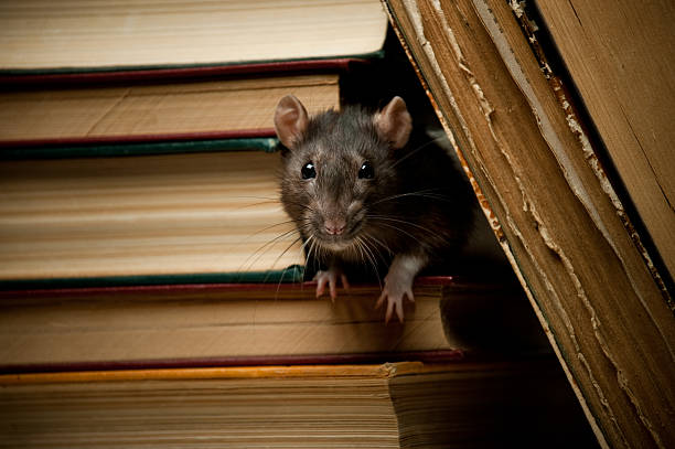 Rat with book stock photo