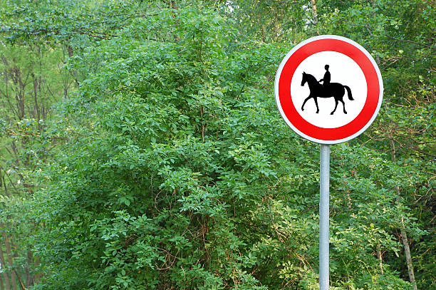 istock No horse riding in forrest 91737987