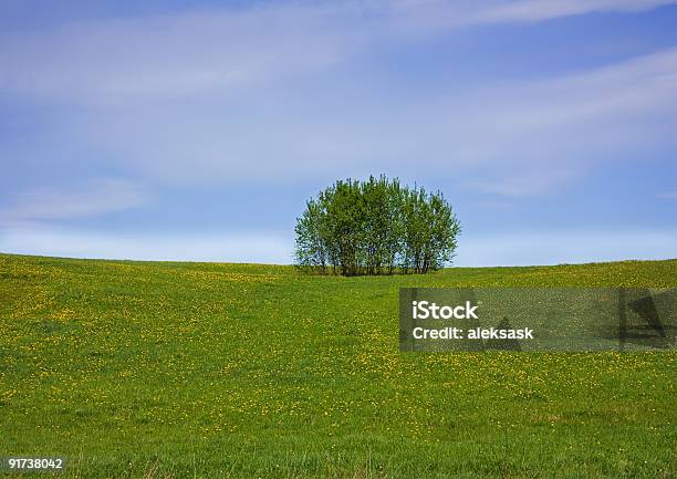 Photo libre de droit de Pissenlit Prairie De Printemps Arbre banque d'images et plus d'images libres de droit de Agriculture - Agriculture, Arbre, Arbre en fleurs