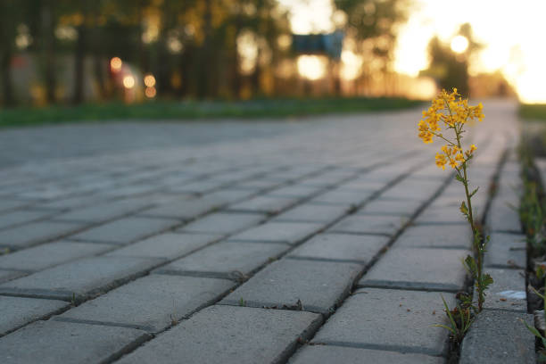 flower growing through the gray paving stone at sunset