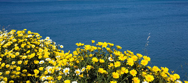 South Korea, Jeju Island, Seogwipo, Seongsan, bloom of beach, chrysanthemum(Aster spathulifolius),