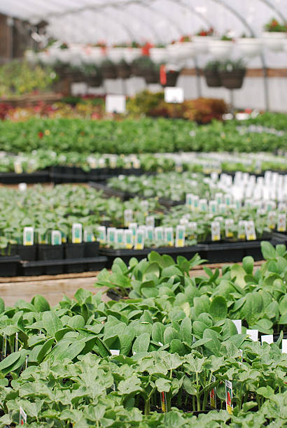 istock Vegetable plants in greenhouse 91738212