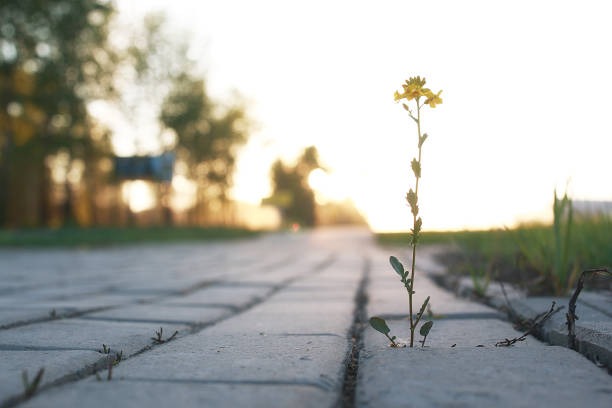 Melted ice cream creates a puddle on a hot asphalt road, with the wooden stick lying nearby, symbolizing a fleeting summer treat lost to the heat
