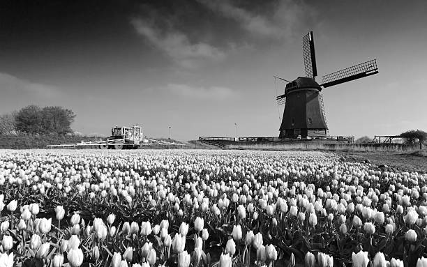 Typical Dutch spring landscape stock photo