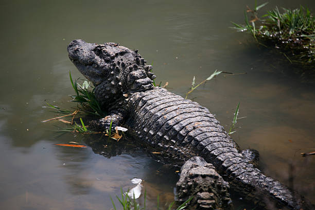 alligatore cinese, specie in pericolo d'estinzione - specie in pericolo destinzione foto e immagini stock