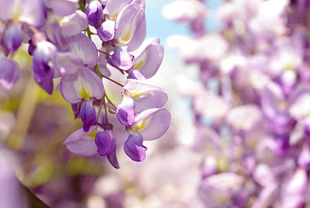 istock Cluster of wisteria in spring 91738456