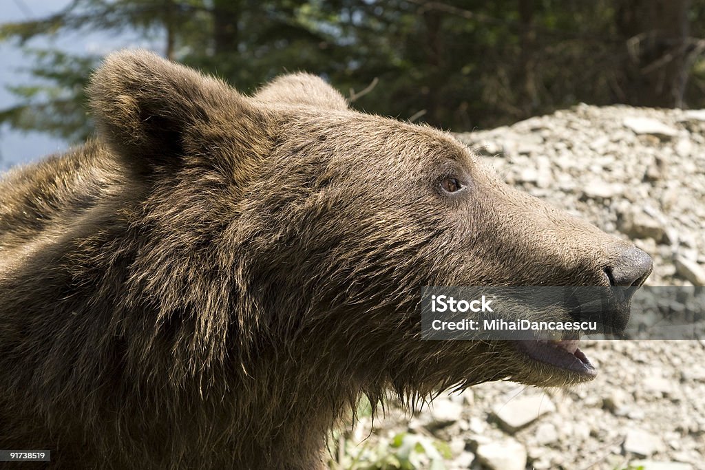 Urso selvagem na floresta - Royalty-free Animal Foto de stock