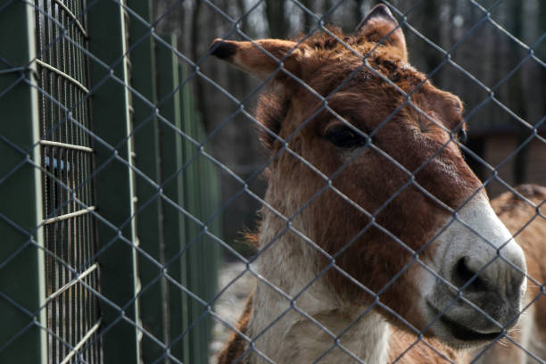 istock Wild donkey behind fence 917385498