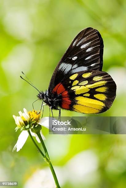 Foto de Borboleta Corlorful e mais fotos de stock de Amarelo - Amarelo, Animal, Beleza natural - Natureza