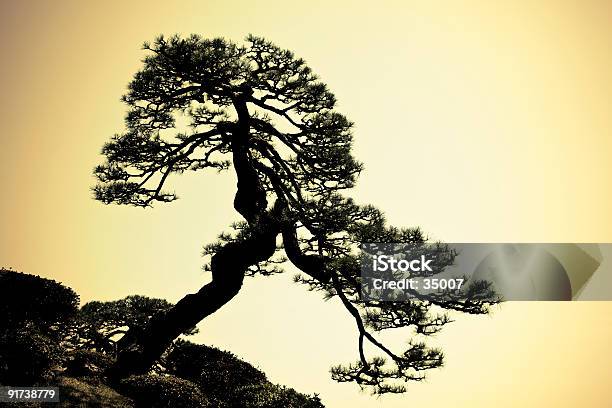 Albero Giapponese Silhouette - Fotografie stock e altre immagini di Pino - Pino, Giappone, Giardino orientale