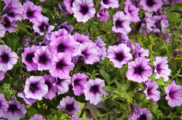 Photo of Vivid purple petunia flowers in summer garden