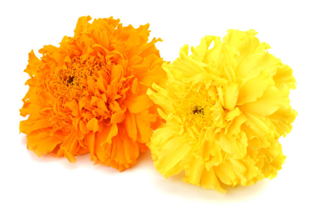 yellow Marigold flower, Tagetes erecta, Mexican marigold, Aztec marigold, African marigold isolated on white background
