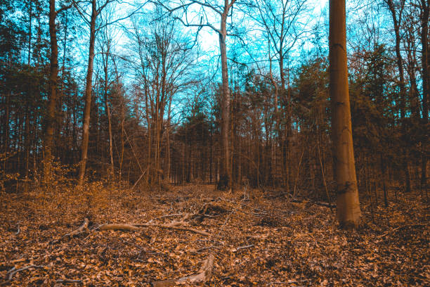 brown forest at winter with blue sky