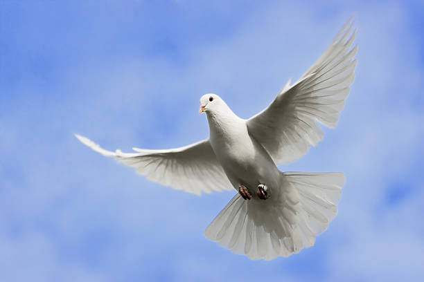 White dove flying in the Sky. stock photo