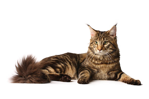 Maine-coon stock photo