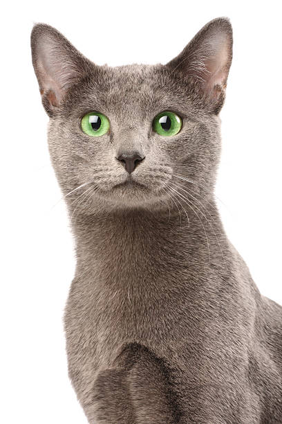 Russian blue cat with green eyes looking at the horizon stock photo