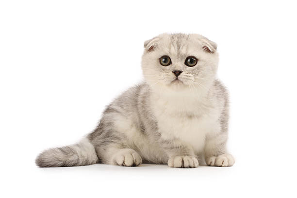 Little kitten stock photo