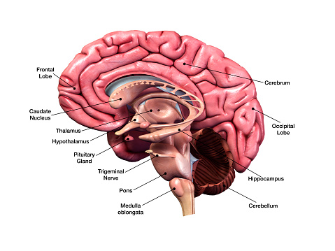 3D Computer Graphic Image with labeled side view of human brain parts on white background.