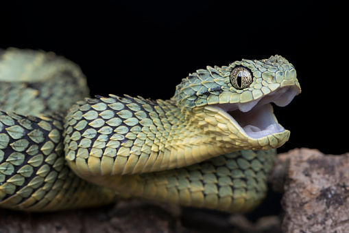 Black Diamond Python(Morelia spilota spilota), a breed that lives in southeastern Australia, on a black background, studio close-up lighting.