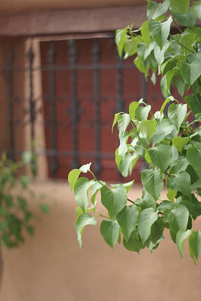 Leaves against Window stock photo