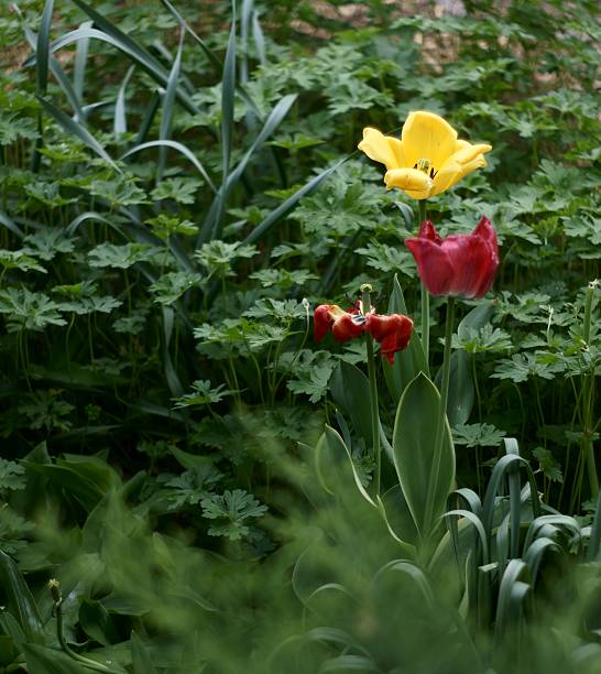 Flowers Sprouting stock photo