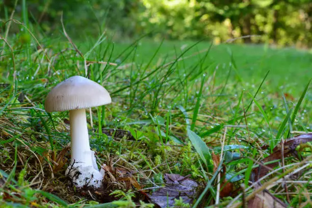 One single young specimen of Grisette or Amanita vaginata mushroom in natural habitat, in grass covered with morning dew