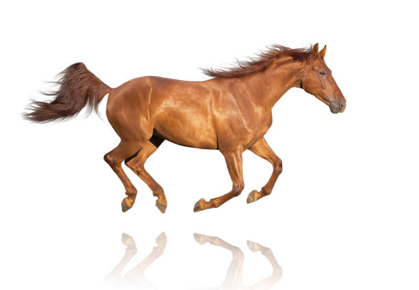 istock Chestnut horse isolated on white background runs 917397444