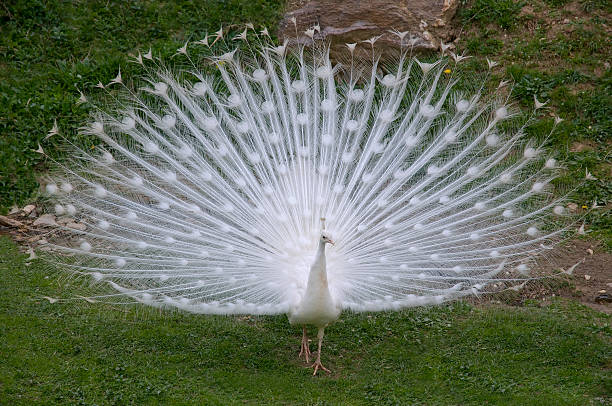 pavão branco - mating ritual - fotografias e filmes do acervo