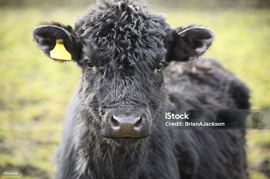 Junge Highland Rindsleder - Lizenzfrei Schwarz - Farbe Stock-Foto