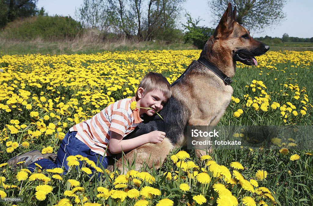 Chłopiec i pies i żółty Łąka. - Zbiór zdjęć royalty-free (Blond włosy)