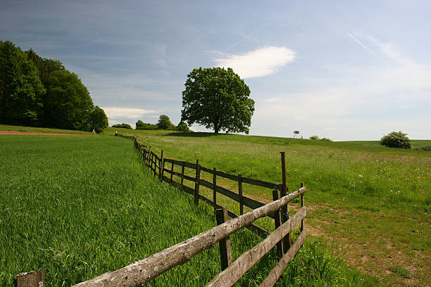 istock Idyll with fence and oak 91740664