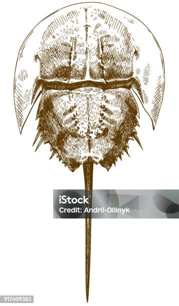 Engraving Drawing Illustration Of Horseshoe Crab Top View Stock Illustration - Download Image Now