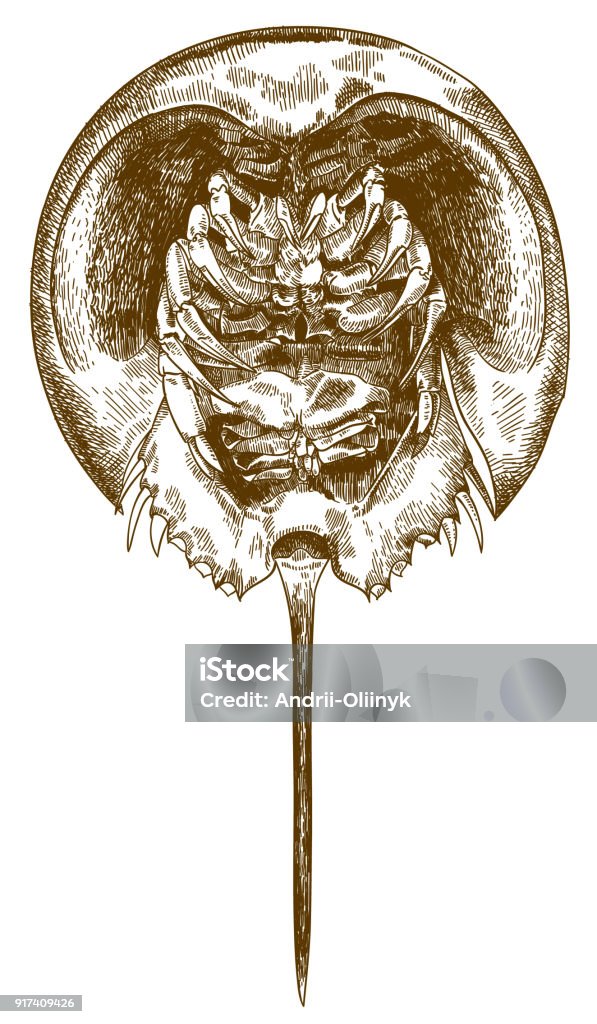 engraving drawing illustration of horseshoe crab bottom view Vector antique engraving drawing illustration of horseshoe crab bottom view isolated on white background Ancient stock vector