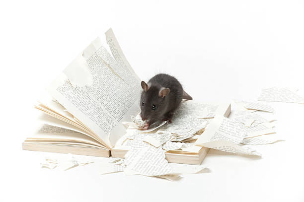 Rat and book stock photo