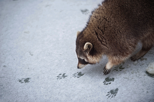 The Racoon on the Snowy Ice Sniffs to the Tracks of Another Racoon.