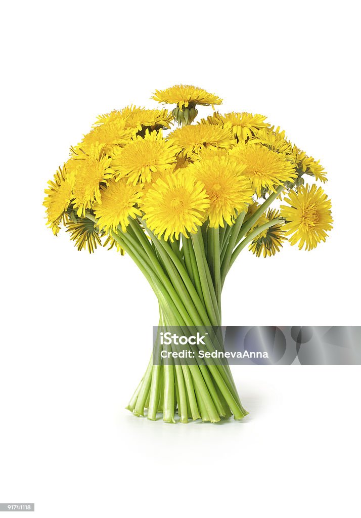 dandelions  Beauty Stock Photo
