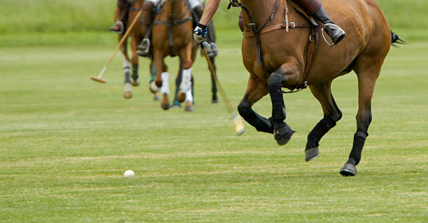 Playing polo stock photo