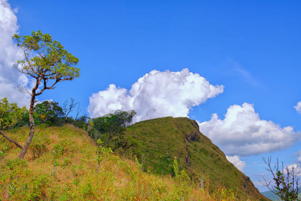 istock Low Angle View Of Trees Against Blue Sky 917413052