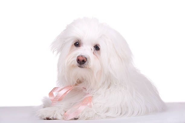 white dog is sitting lap