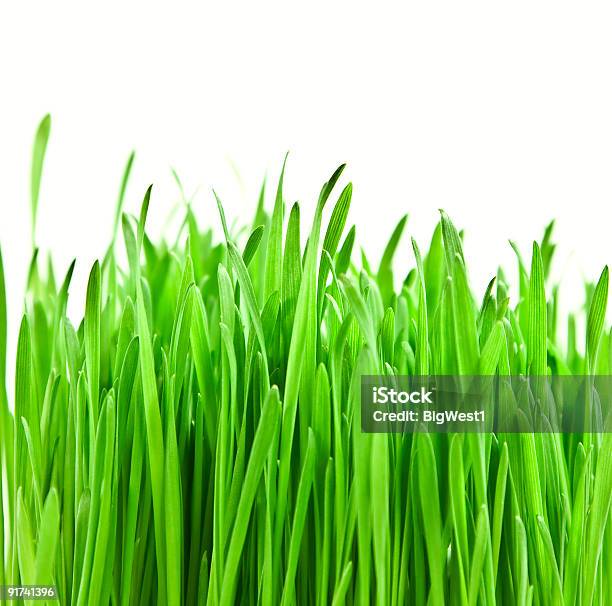 Hierba Verde Brillante Foto de stock y más banco de imágenes de Brizna de hierba - Brizna de hierba, Color - Tipo de imagen, Crecimiento