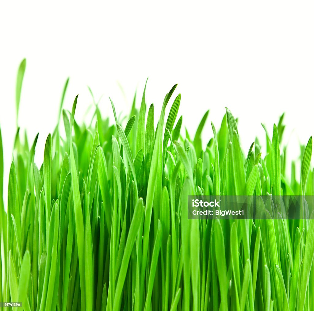 Jasny zielonej trawy - Zbiór zdjęć royalty-free (Bez ludzi)