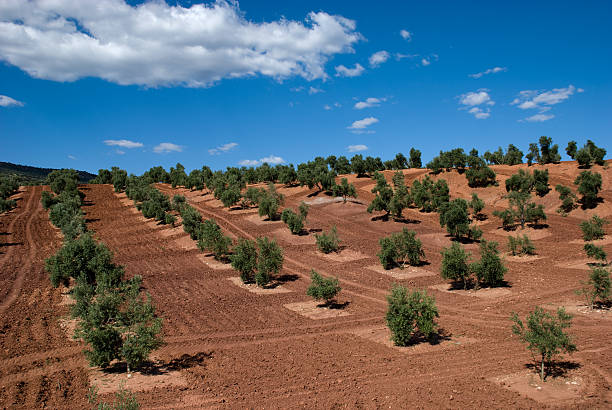 Drzewa oliwne w Andaluzja, Hiszpania – zdjęcie