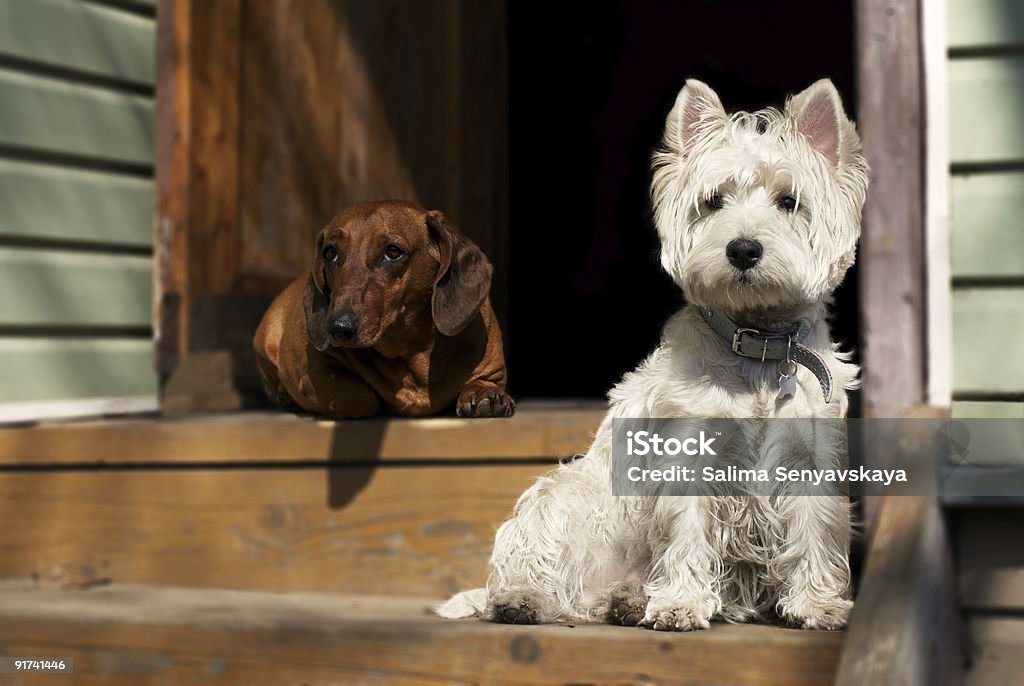 Dois cães - Royalty-free Cão Foto de stock