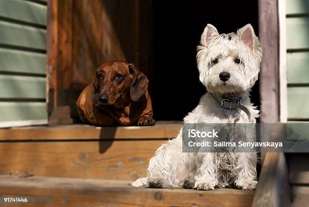 Dois Cães - Fotografias de stock e mais imagens de Cão - Cão, West Highland White Terrier, Amizade