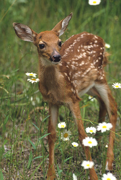 istock Whitetail Deer Fawn in Flowers 91741465