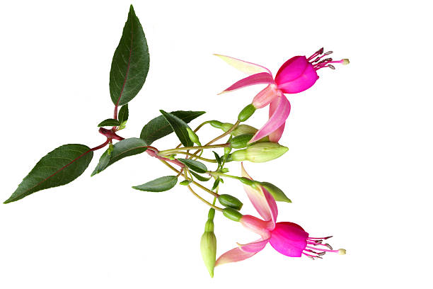 istock Pink Fuchsia Flowers 91741532
