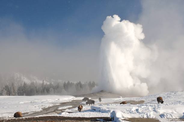 istock American Bison Graze at Old Faithful 917416122