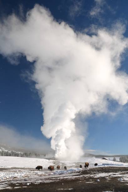 istock American Bison Graze at Old Faithful 917416164